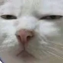 sus