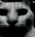 gatomisterioso