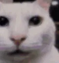 gatoastuto