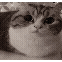 catboom
