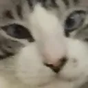 Catmeh