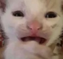scaredcat