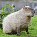 capybara