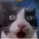 catshock
