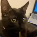 myreaction