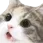 catwow catwow