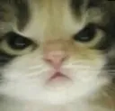 angrycat2