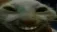 xd