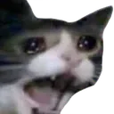 CatScream