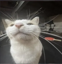 cat Discord emoji