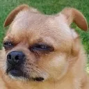 huhpug