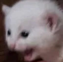 catscream