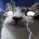 gatosobervio