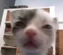 cat_squint