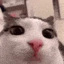 inspectingcat