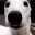 DogLookingSussyAndCold