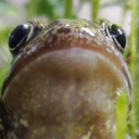Froggo Discord emoji
