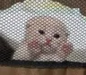 catTrapped