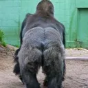 GorillaButt