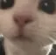CatStare1 CatStare1