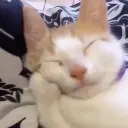 Sleep_Kitty Discord Emoji