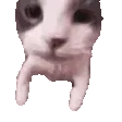 catKiss