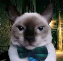 catelegante