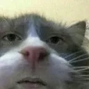 catwhat