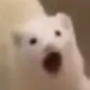 ferret_pog_1 Discord Emoji