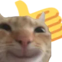 catthumbsup