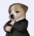beyefendi_kopek