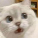 GE_catwhat_owo