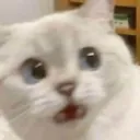 GE_catwhat_owo