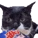 catC