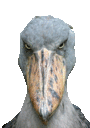 goofy_bird_thing_marcus Discord Emoji