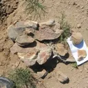 stegosaur