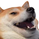 SBVChubbyLmaoDog