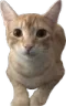 catreal