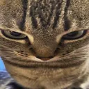 catstareangry