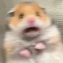 Hampster
