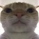 CatStare CatStare