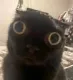 catbugeyestare