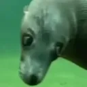 huh