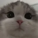CatPeek2