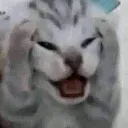 cattoaaa2