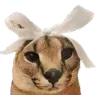 missfloppa