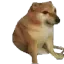 carry_doge_thakgaya