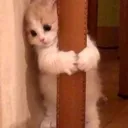 p_catpeek Discord Emoji