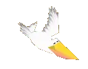 pelicanfly