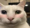 michiblush